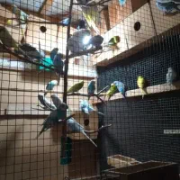 پرنده رایگان