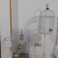 قفس پرنده|پرنده|شیروان (خراسان), |دیوار