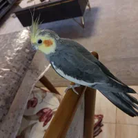 عروس هلندی نر سخنگو