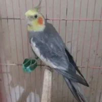 جفت عروس هلندی|پرنده|لوندویل, |دیوار