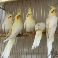 دنیای عروس هلندی دستی سخنگو نر ماده باضمانت ۵سال|پرنده|تهران, استاد معین|دیوار