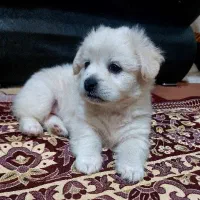 توله ۲ ماهه