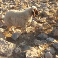 سنجابی مال داشت|حیوانات مزرعه|سرپل ذهاب, |دیوار