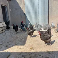 مرغ و شاخدار