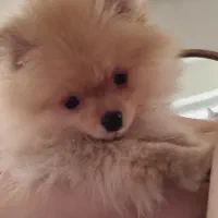 پامرانین خرسی فیس