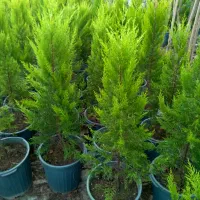 فروش انواع گل و گیاه