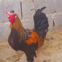 فروش خروس محلی درجه یک خوش رنگ واکسن خورده سر حال|حیوانات مزرعه|علامرودشت, |دیوار