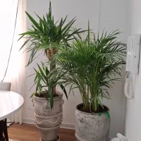 باغبانی درب منزل رسیدگی به باغچه وگلدون آپارتمانی|خدمات باغبانی و درختکاری|تهران, شهرک غرب|دیوار