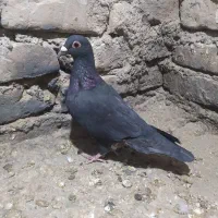 کفتر معاوضه با فلش|پرنده|بیرجند, |دیوار