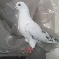 یه جفت کبوتر