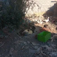 برای جابه جای به فروش میرسد|حیوانات مزرعه|شریفآباد, |دیوار