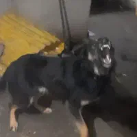 سگ نگهبان دو برمن