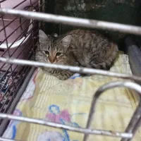 واگذاری گربه|گربه|بندرعباس, |دیوار