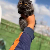 توله گربه های اسکاتیش