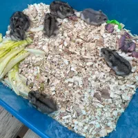 همستر مینیاتوری|موش و خرگوش|قم, گلزار|دیوار