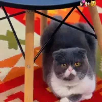 واگذاری گربه اسکاتیش بلو فولد نر عقیم نشده|گربه|کرج, شهرک بنفشه|دیوار