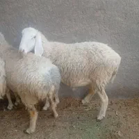 گوسفند مری