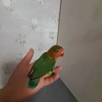 کوتوله موفق العاده دستی بهشرط