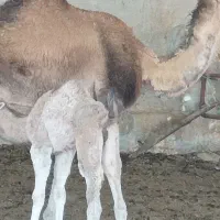 شتر