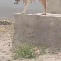 سگ گله