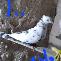 کبوتر|پرنده|فردوس (خراسان), |دیوار