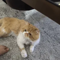 گربه پرشین شناسنامه دار