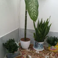 گل آپارتمانی