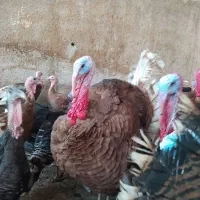 تخم نطفه دار بوقلمون بوربون و برنز|حیوانات مزرعه|کرج, خرمدشت|دیوار