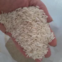 برنج هاشمی