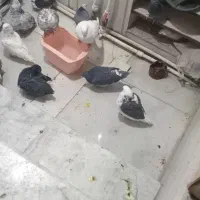 کبوتر پرشی خوب|پرنده|جوادآباد, |دیوار