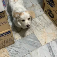 سگ شیتزو تدی