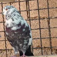 کفتر یا کبوتر