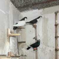 کفتر راست خال سوسکی هودی پرشی