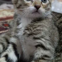 بچه گربه|گربه|زاهدان, |دیوار