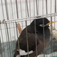 یک عدد مرغ مینا