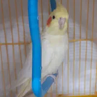 عروس هلندی