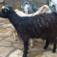 ۳راس بزغاله نر