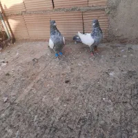 کبوتر|پرنده|شیروان (خراسان), |دیوار