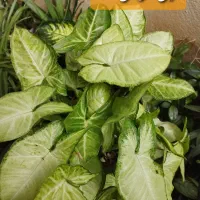 گلهای طبیعی وزیبا