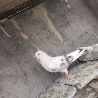 کفتر نروماده|پرنده|اسلامشهر, شهرک مهدیه|دیوار