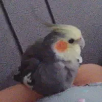 گمشده سفیدار