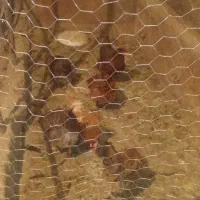 مرغ محلی تخم گذار|حیوانات مزرعه|زرین دشت (همدان), |دیوار