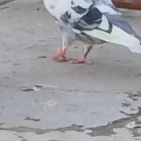 کبوتر‌گم‌شده