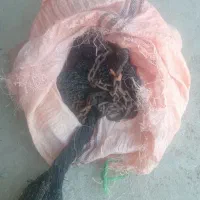 گوفه میگو