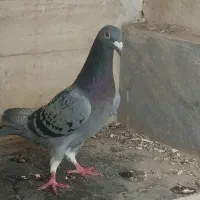 کبوتر مسافتی