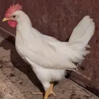 خروس