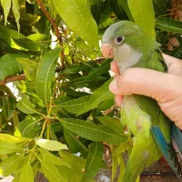 طوطی راهب رودان|پرنده|رودان, |دیوار
