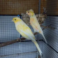 قناری مست مست|پرنده|کارون, |دیوار