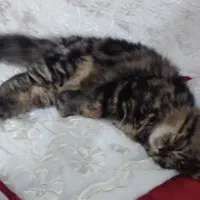 گربه بریتیش لانگ هیر|گربه|لاهیجان, گلستان|دیوار