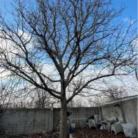 زمین ۱۶۰ متری چمن